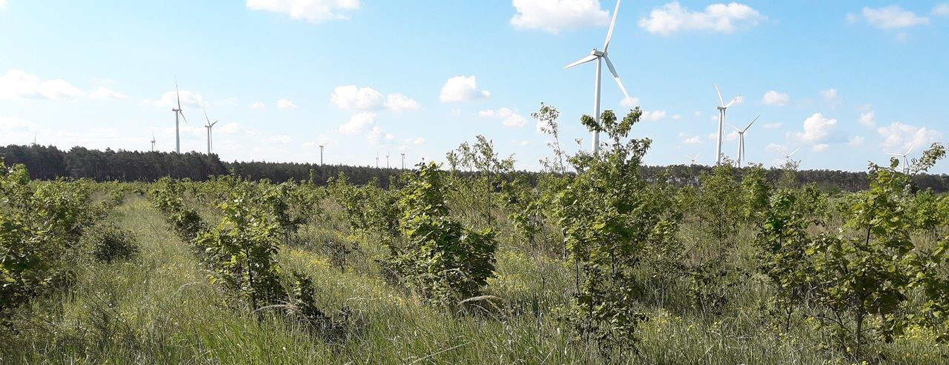 Landschaftsbau Calau / Brandenburg